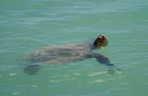 Waikiki sea turtle