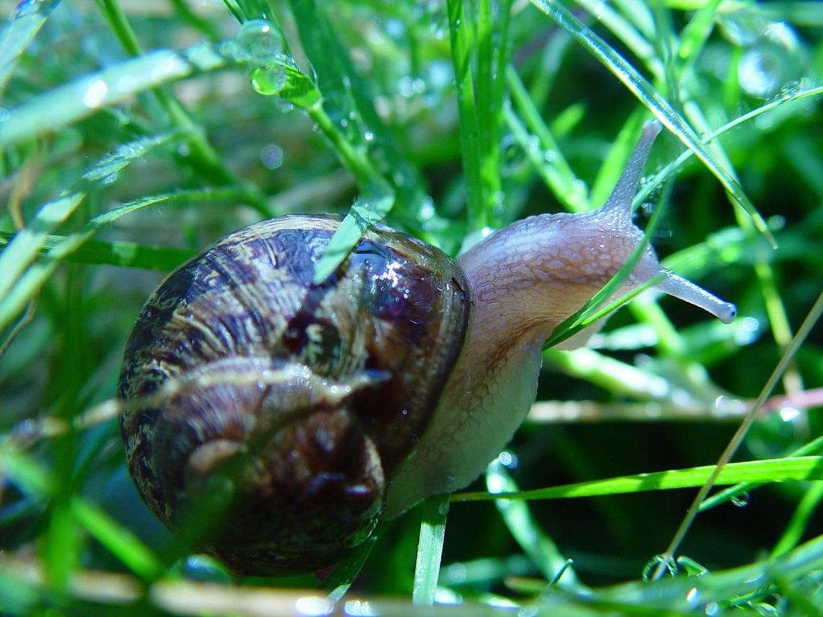 How To Get Rid Of Slugs And Snails Dengarden