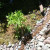 Work around plants you like in your selected space. This lupine is only a few inches tall, but was tiny when I started. Work around plants you like in your selected space. This lupine is only a few inches tall, but was tiny when I started.