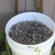 These pebbles were plucked from an overgrown corner of our yard. These pebbles were plucked from an overgrown corner of our yard.