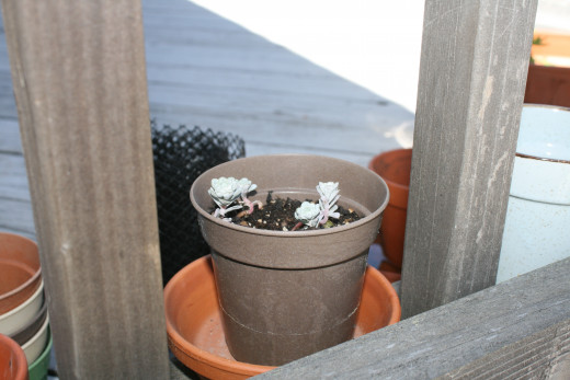 These starts were transplanting casualties from the plants in the next picture.