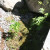 Beside the existing lupine is a young seedling of unknown origin (possibly an ash) that fits well in its corner and gets to stay. Beside the existing lupine is a young seedling of unknown origin (possibly an ash) that fits well in its corner and gets to stay.