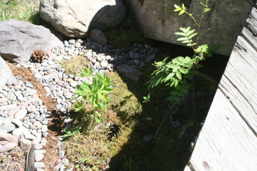 Beside the existing lupine is a young seedling of unknown origin (possibly an ash) that fits well in its corner and gets to stay.