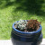 Take starts from your existing plants or rescue casualties. Take starts from your existing plants or rescue casualties.