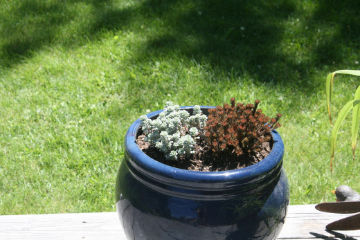 Take starts from your existing plants or rescue casualties.