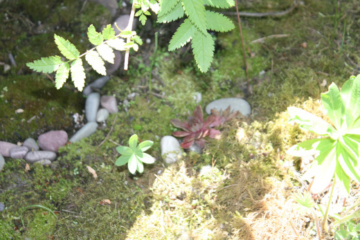 The right mosses patch together like they've always been there.