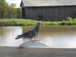 Homeschooling-Lessons of Opportunity: The Racing Pigeon