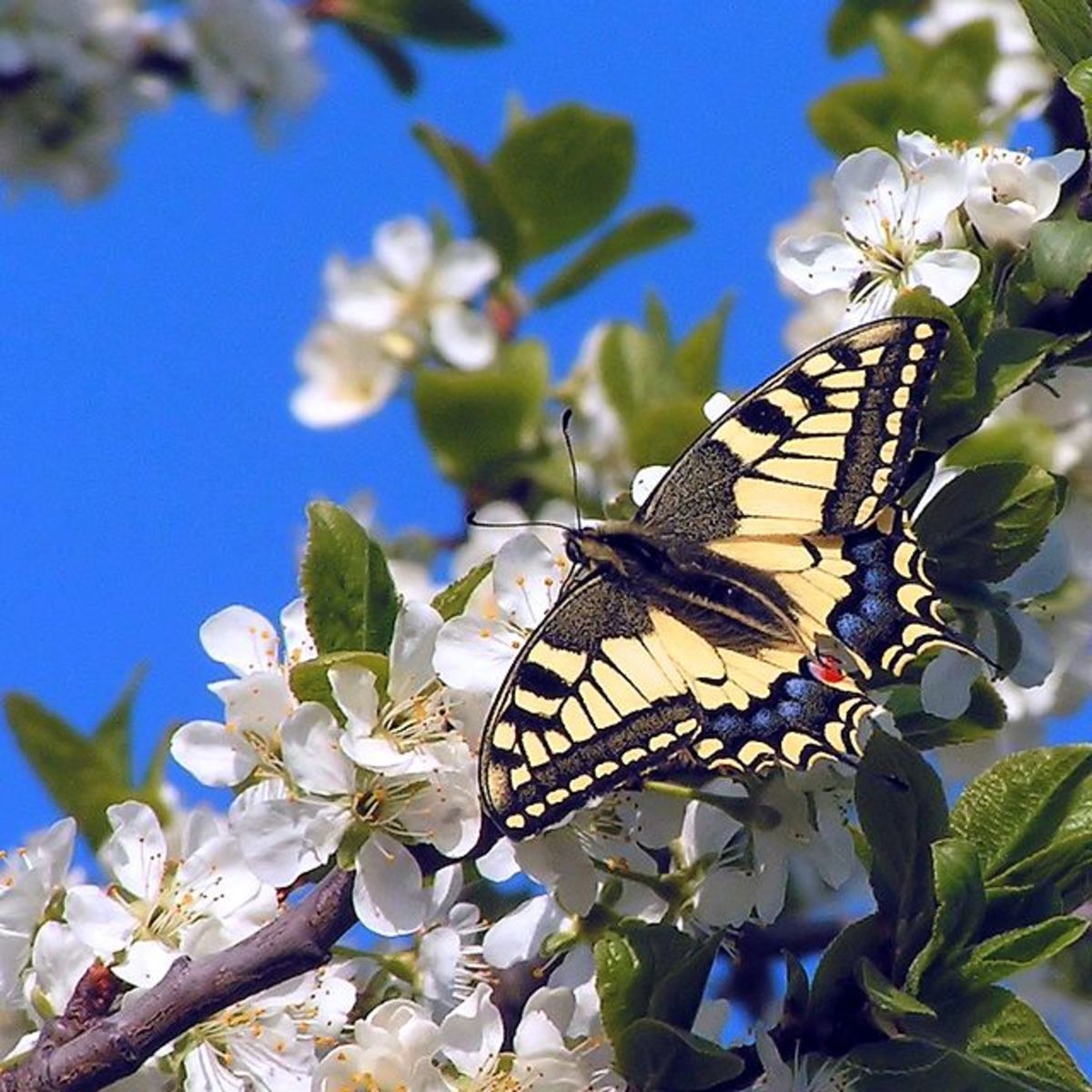 Swallowtail butterfly (Papilio machaon)