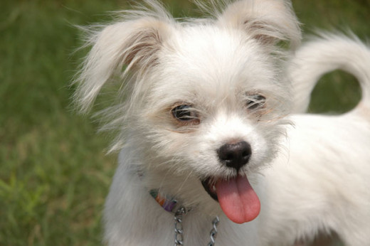 Make sure your dog is happy