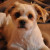 Learn to listen to your dog Learn to listen to your dog
