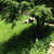 MAMA PANDA CAME OUT FOR A STROLL MAMA PANDA CAME OUT FOR A STROLL