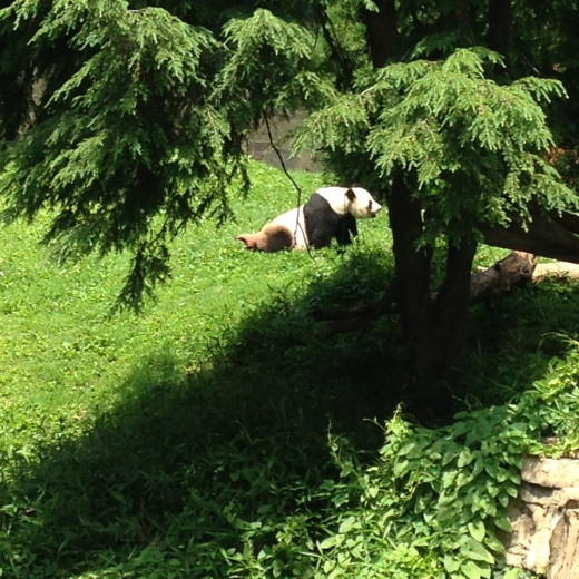 MAMA PANDA CAME OUT FOR A STROLL