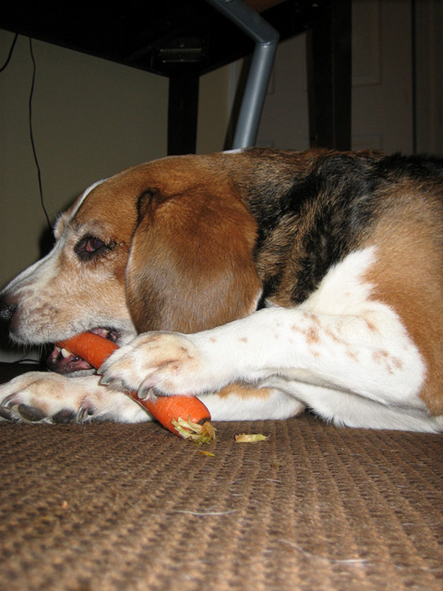 Best Dog Food For Weight Loss Beagle