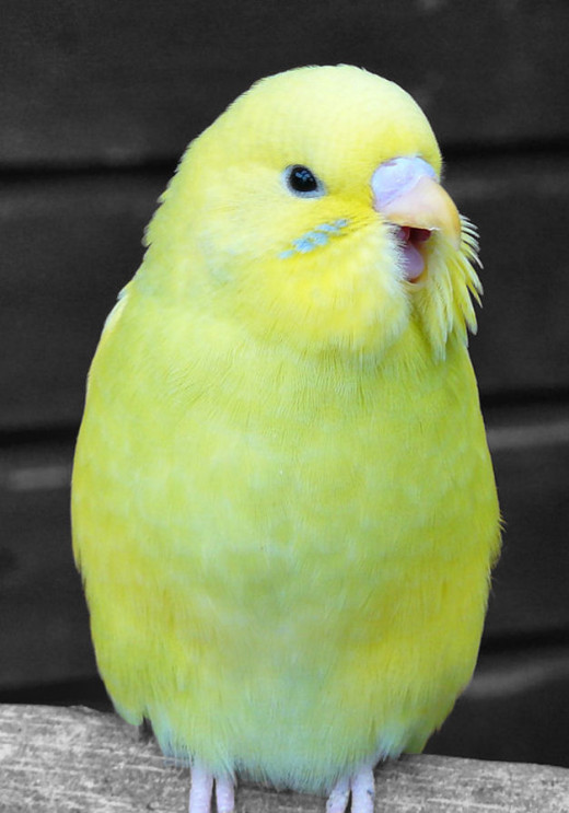 A young budgie yawning