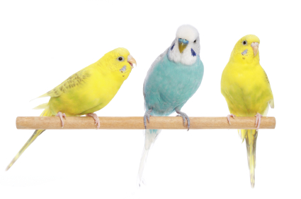 Three budgies on a perch.