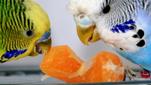 Two healthy budgies sharing a tangerine.