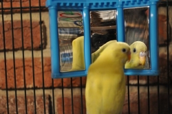 A budgie admiring itself in its mirror.