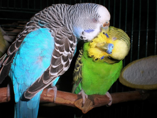 Two budgies preening on a natural perch.