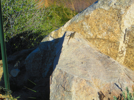 A lizard climbing up the boulder.