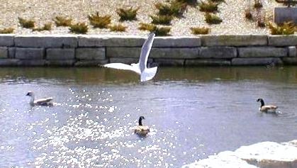 One of the above gulls sailing over a Chinese Brown goose and two Canadians.