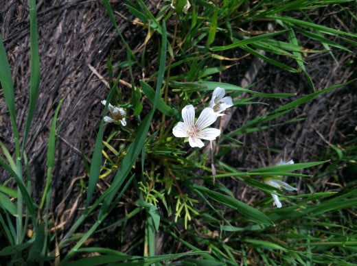 Limnanthes douglasii var. rosea 