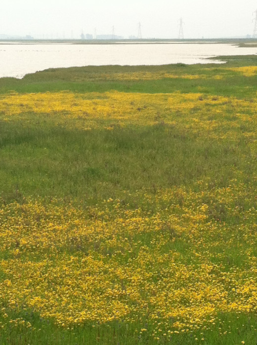 The magic of Jepson's prairie is seen in the rich diversity of plants that exist here because of the vernal pools. 