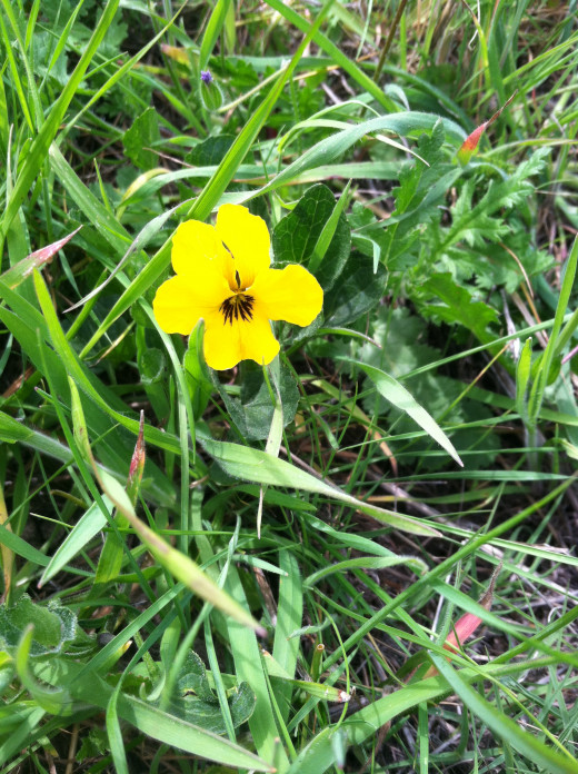 Violaceae Pudunculata The California golden violet.