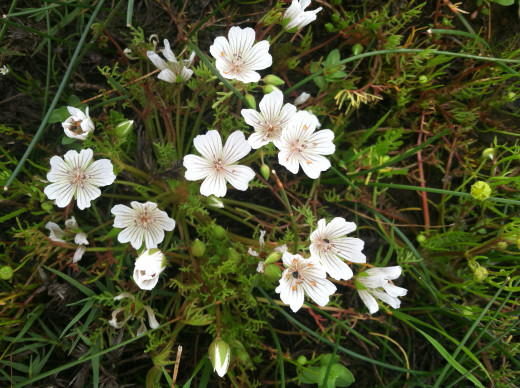 L. douglassii var. rosia