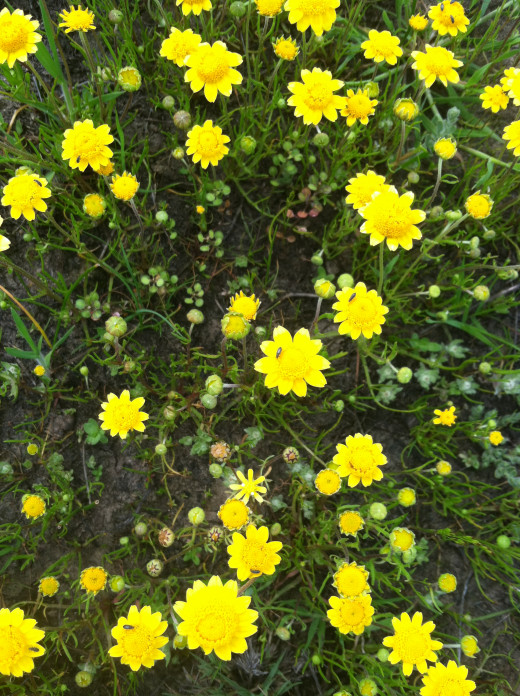 Lasthenia fremontii -Fremont's goldfields.