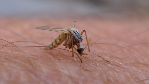 Malaria is spread through mosquitos