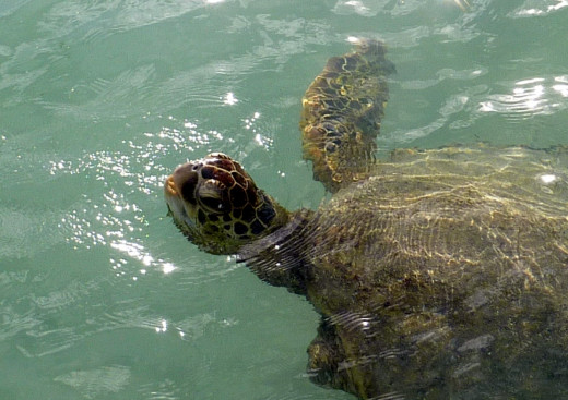 Our first sea turtle (Waikiki).