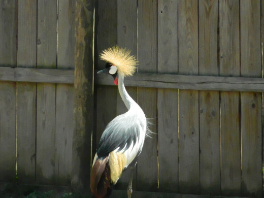 Royal Crowned Crane
