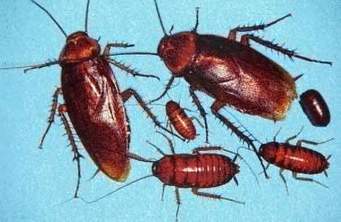 The invincible cockroach