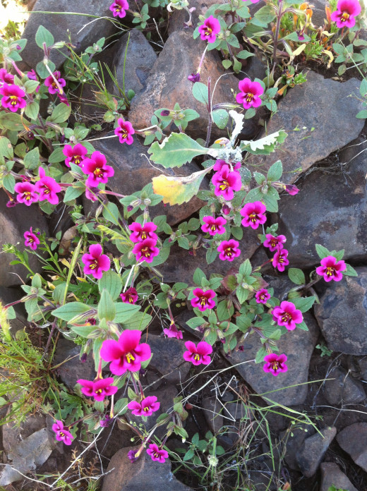 This monkey flower is from Table Mountain not Jepson Prairie. It is here to show the contrast between species of the same family.