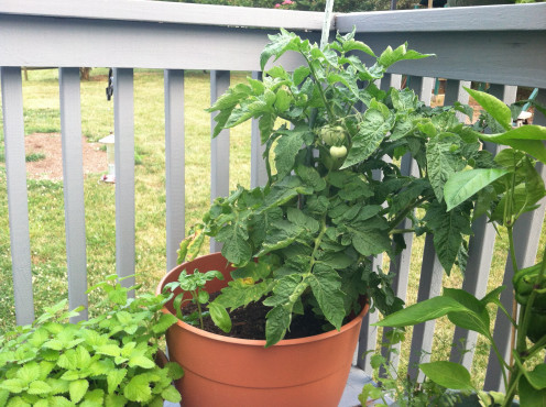 June 20: slightly leaning patio tomato (basil in there somewhere).