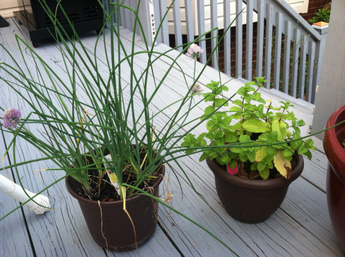 June 20: Chives on left and sweet mint on right.