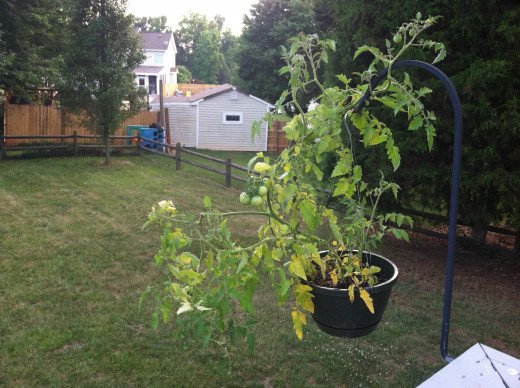 June 20: Hanging cherry tomato.