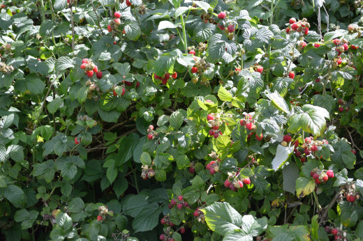 Rasberry smoothies anyone?