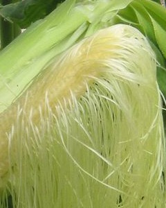 Corn silk. alt text. • Corn Silk (Zea mays). • Properties: Diuretic, lithotriptic,demulcent. • What it affects: Kidneys, bladder and prostate.