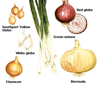 Onions are native to central Asia and have been cultivated for more than 4,000 years. They are raised throughout temperate and semitropical regions of ..