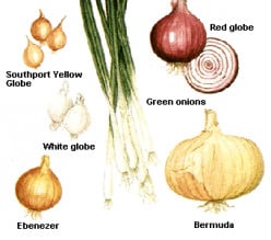 Onion (Allium Cepa)