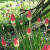 Flowers by a monkey puzzle tree Flowers by a monkey puzzle tree