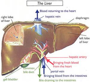 The anatomy of the liver