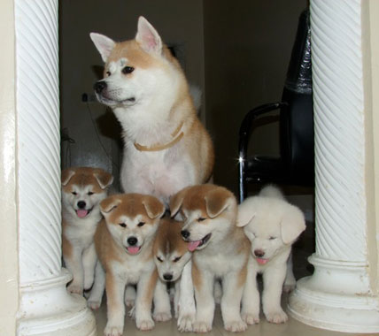 An Akita with her litter of puppies
