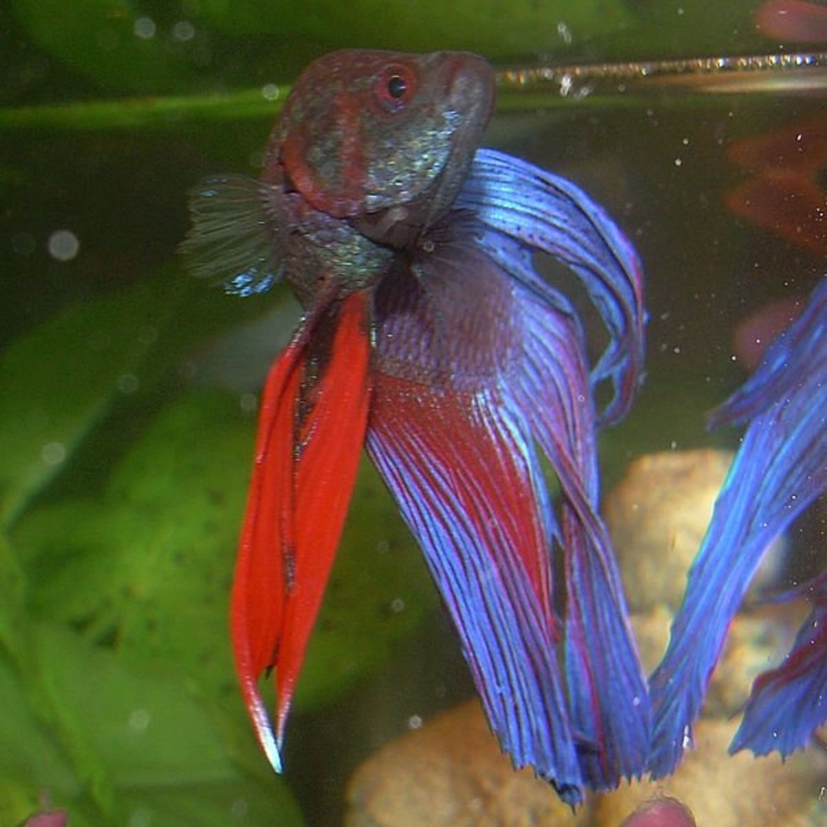 Do Betta Fish Need a Heater and Filter in Their Tank