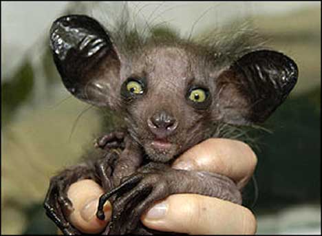 Aye-Aye of Madagascar