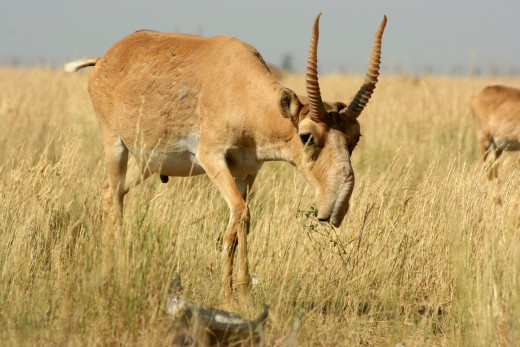 Saiga 