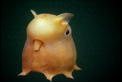 Dumbo octopus
