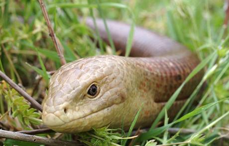 Legless Lizard
