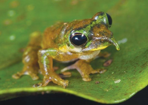 Pinnochio Frog
